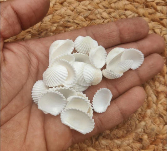 Sea Shells 3349