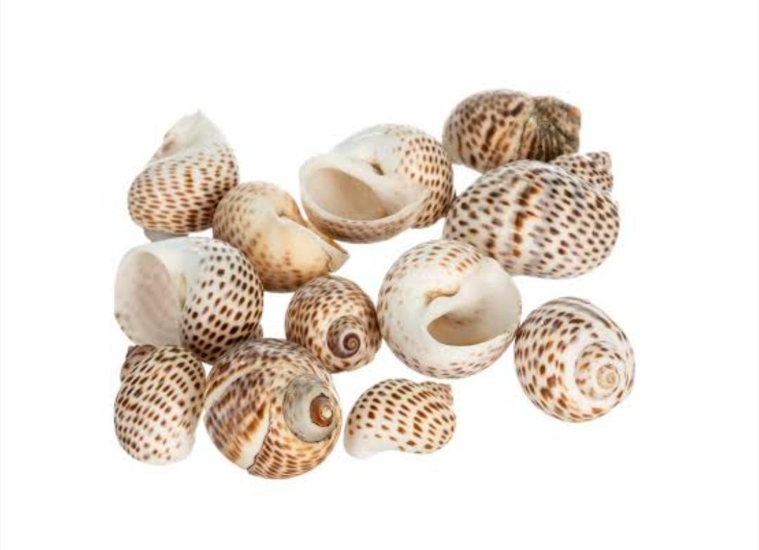 Sea Shells 3349