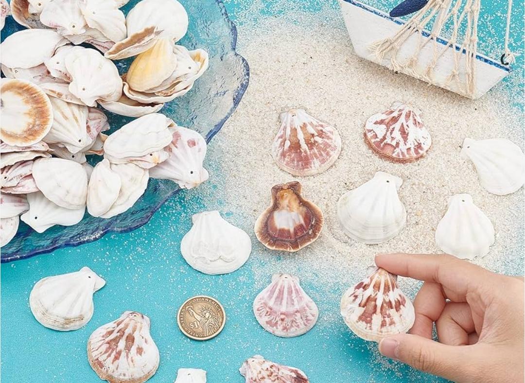 Sea Shells 3349