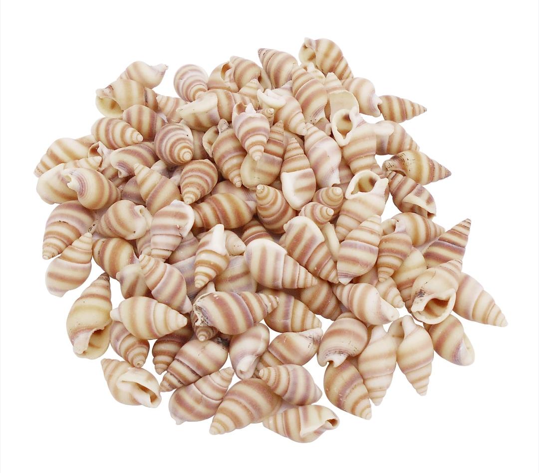 Sea Shells 3349
