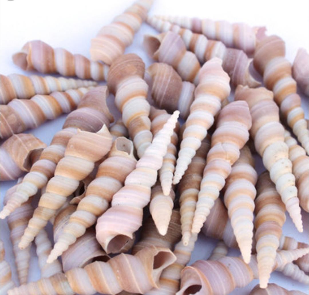Sea Shells 3349