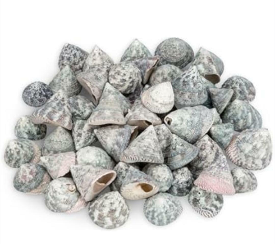 Sea Shells 3349